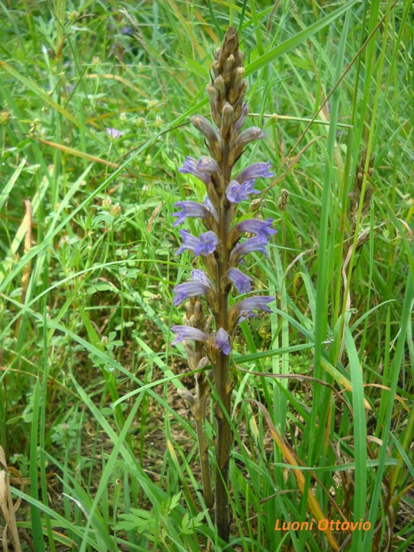 Orobanche  cfr arenaria